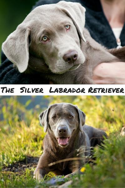 Srebrny labrador a wyżeł weimarski: Wyjaśnienie różnic (ze zdjęciami)