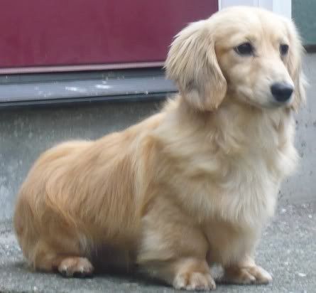 Charakterystyka Golden Dox