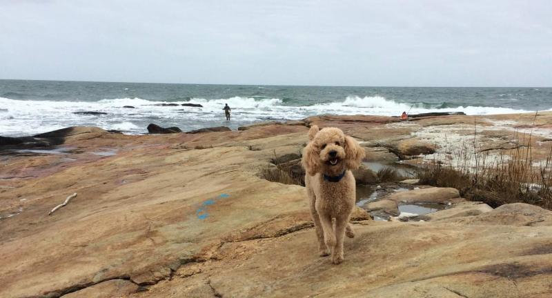 Niezależnie od tego, czy jesteś mieszkańcem, który szuka nowych miejsc przyjaznych psom, czy też odwiedzającym, który szuka najlepszych plaż do zwiedzania ze swoim czworonożnym przyjacielem, ta aktualizacja z 2024 roku zapewni Ci ochronę. Od rozległych odcinków wybrzeża po zaciszne zatoczki, przyjazne psom plaże Rhode Island oferują coś dla każdego.