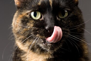 Jak czyste są kocie usta?