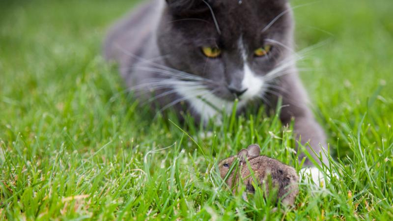 Dlaczego koty przynoszą myszy swoim właścicielom?