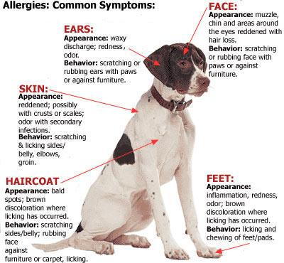 Trzy rodzaje alergii u psów