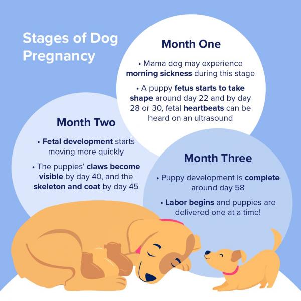 Jak długo trwa ciąża u psa? Jak długo trwają narodziny szczeniąt?