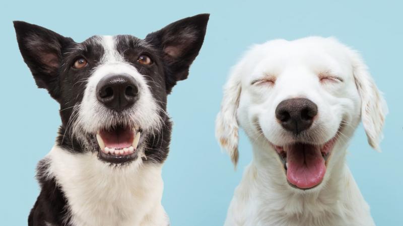 5 najbardziej fascynujących faktów na temat zębów psa