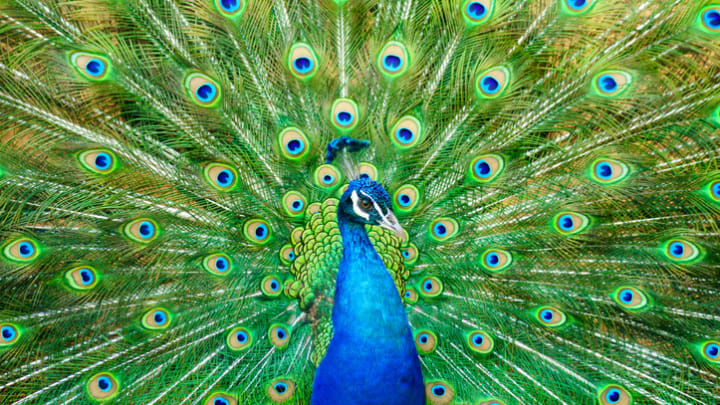 7. Paw indyjski jest znany jako narodowy ptak tego kraju.
