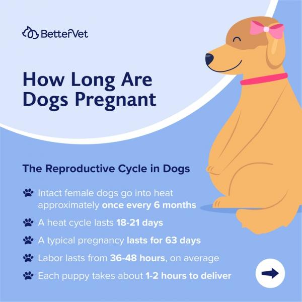 Czy psy mogą mieć poronienia?
