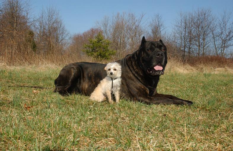 Samiec a samica Cane Corso: Różnice (ze zdjęciami)