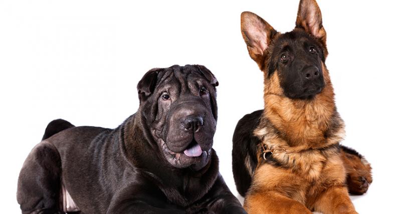 Czego dowiedzieliśmy się o psach i ludziach dzięki badaniom DNA?