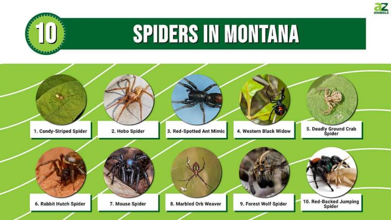 7 pająków występujących w Montanie (ze zdjęciami)