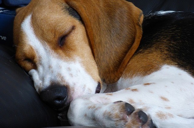 Jak korygować lęk separacyjny u psów rasy Beagle?