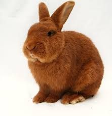 Ile kosztuje brązowy kasztan królika Lorraine?