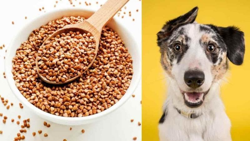 Czy psy mogą jeść budyń? Porady zatwierdzone przez weterynarza