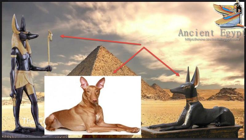 Historia psów w starożytnym Egipcie: Fakty, kultura i nie tylko