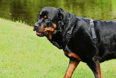 3 rodzaje ras rottweilerów: