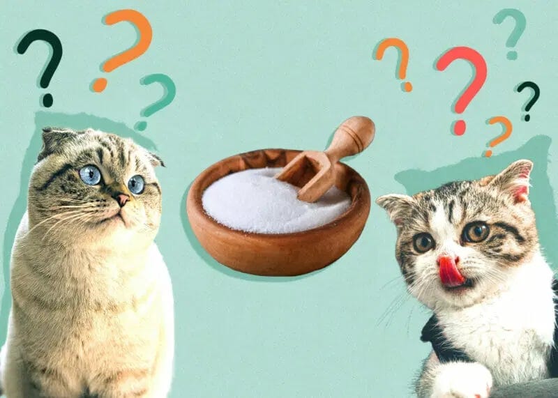 Leczenie zatrucia solą u kotów