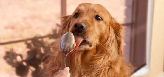 Jak bezpiecznie podawać psom masło orzechowe?