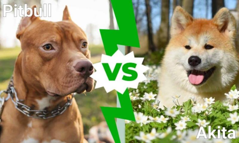 Akita vs. Pitbull: Różnice (ze zdjęciami)