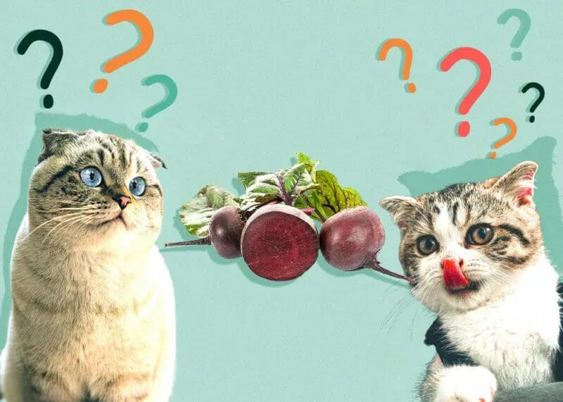 Czy koty mogą jeść brokuły? Sprawdzone fakty i najczęściej zadawane pytania