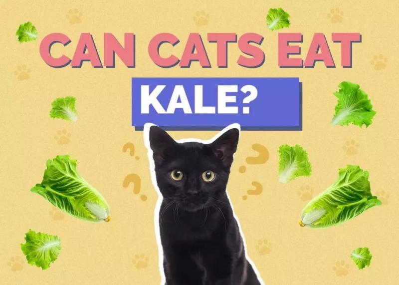 Czy koty mogą jeść edamame? Fakty zatwierdzone przez weterynarza i często zadawane pytania