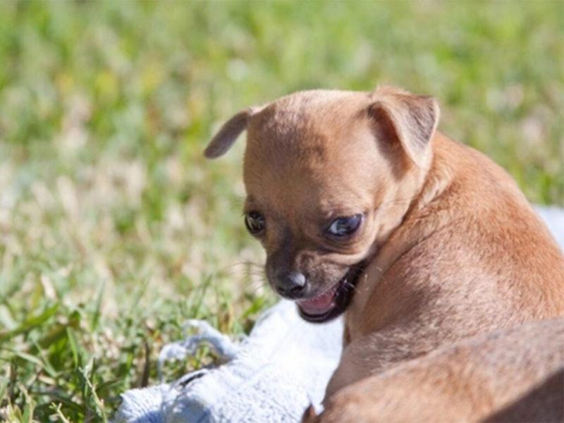 6. Chihuahua mogą mieć bolesne problemy medyczne