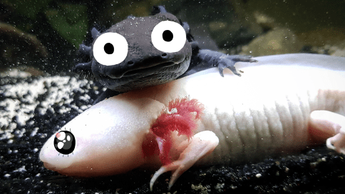 5. Axolotle wykonują taniec godowy