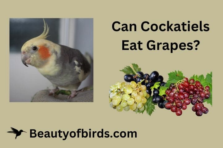 Jak przygotować winogrona dla kakadu?