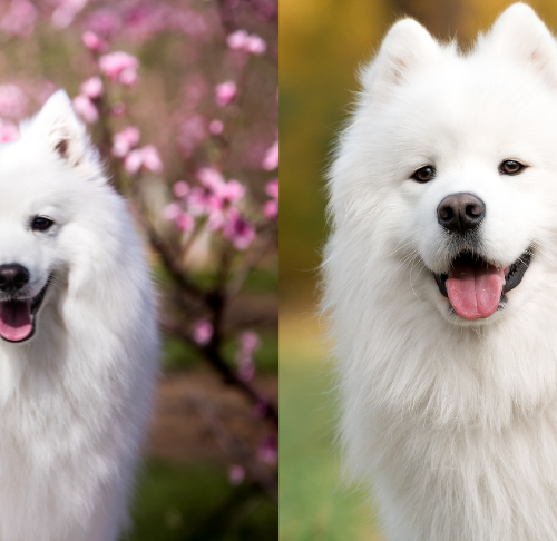 Co należy wiedzieć o posiadaniu psa rasy Samoyed Pomeranian Mix?