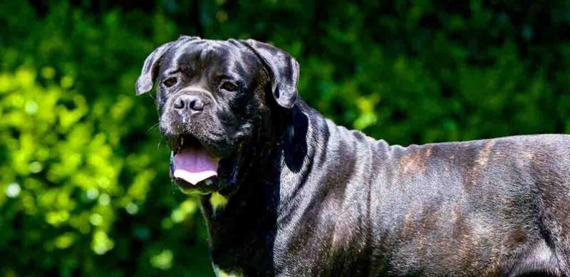 Czy istnieje metoda określenia liczby szczeniąt, które urodzi Twój Cane Corso?