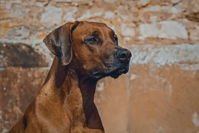 Cena Rhodesian Ridgeback: Oto, ile będą kosztować w 2024 roku