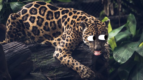 Dlaczego trudno jest ustalić, czy pantery i jaguary potrafią mruczeć?