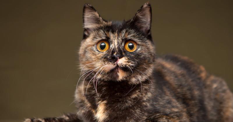 11 fascynujących faktów na temat kotów żółwich, o których nigdy nie wiedziałeś