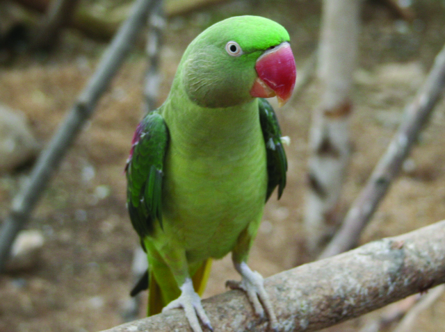 Kolory i oznaczenia papużek aleksandryjskich
