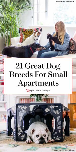 21 ras psów dla początkujących właścicieli w mieszkaniu (ze zdjęciami)