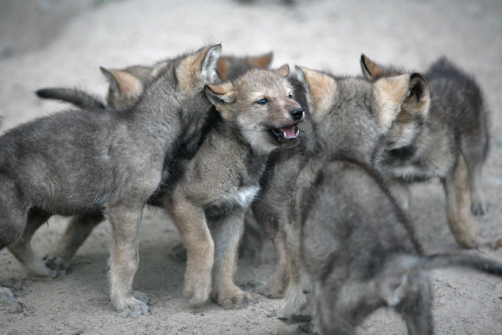 Czy wilki i psy mogą się kojarzyć? Co mówi nauka