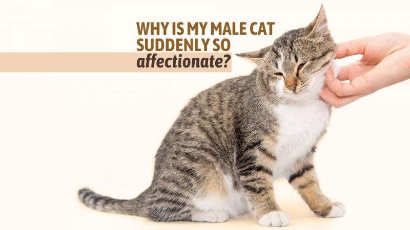 9 możliwych powodów, dla których Twój kot nagle staje się czuły