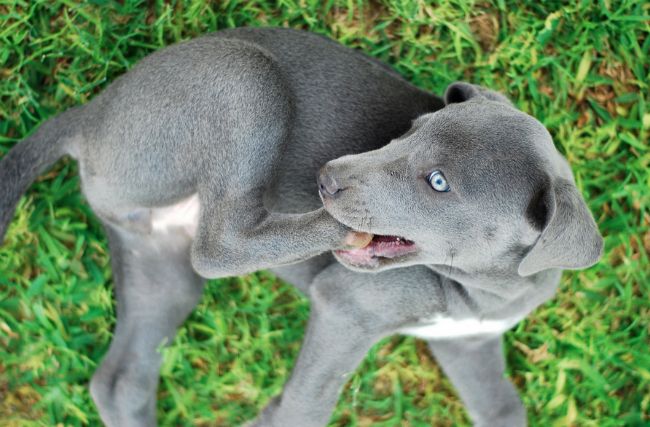 Charakterystyka psów rasy Blue Lacy