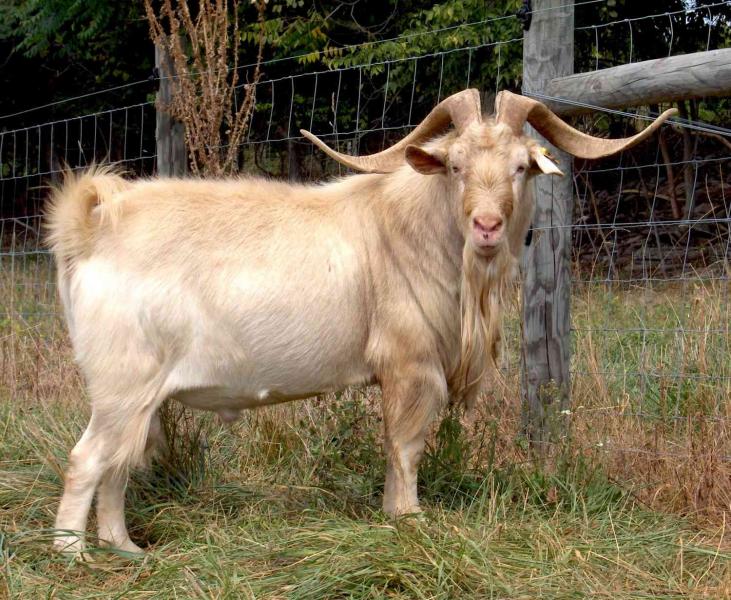20 popularnych ras kóz (ze zdjęciami)