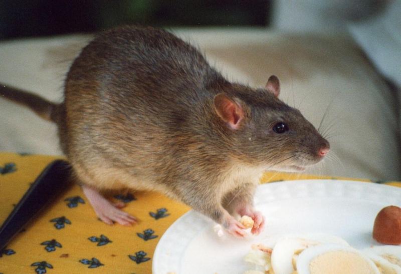 2. Wysokiej jakości granulki dla szczurów