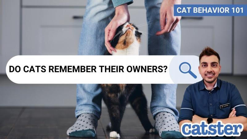 Jak długo matka kotka pamięta swoje kocięta?