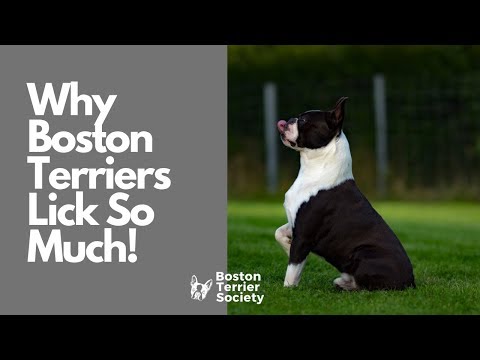 Dlaczego mój Boston Terrier tak dużo liże? 5 prawdopodobnych powodów