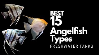12. Smokey Angelfish