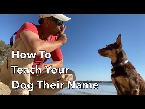 Uczenie głuchego psa nowego imienia