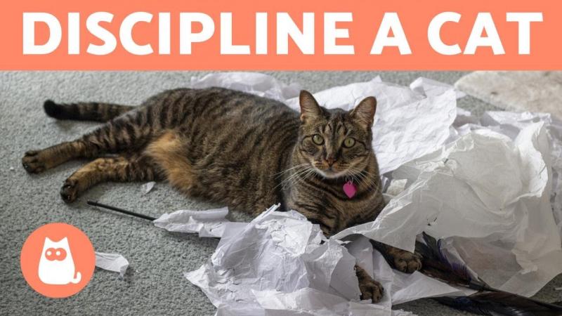 14 metod i wskazówek dotyczących dyscyplinowania kota