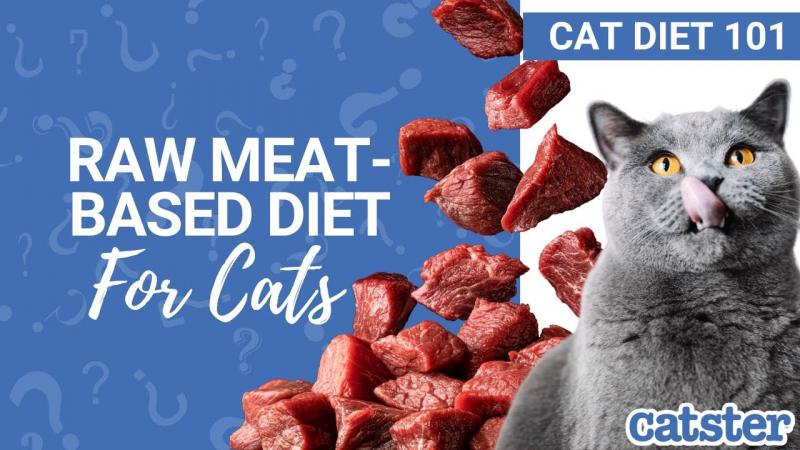 Czy mogę karmić kota surowym mięsem?