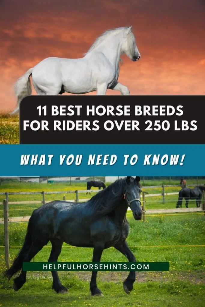 8 najspokojniejszych ras koni (ze zdjęciami)
