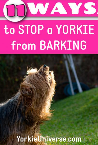 Yorki i ich 