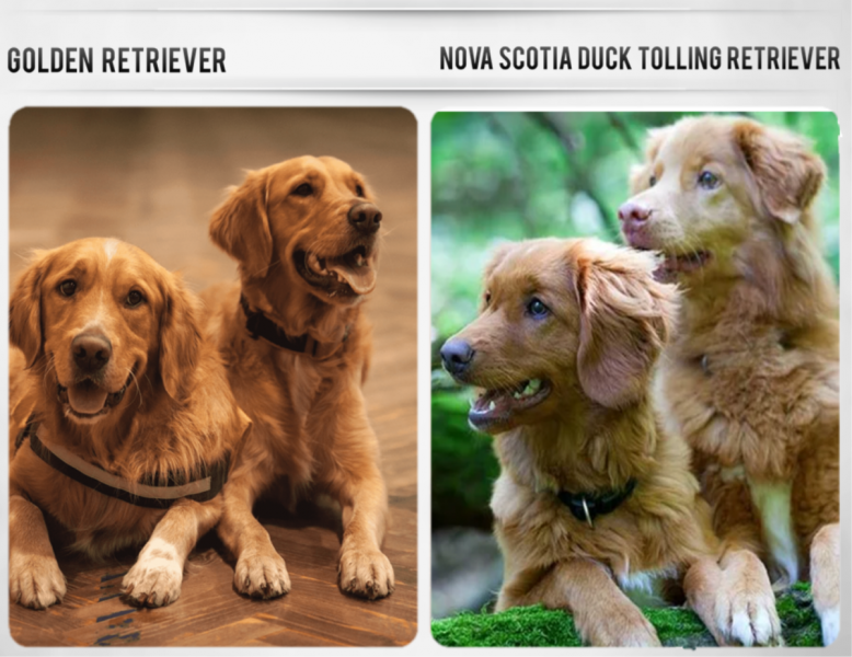 10 ras psów, które wyglądają jak golden retrievery (ze zdjęciami)