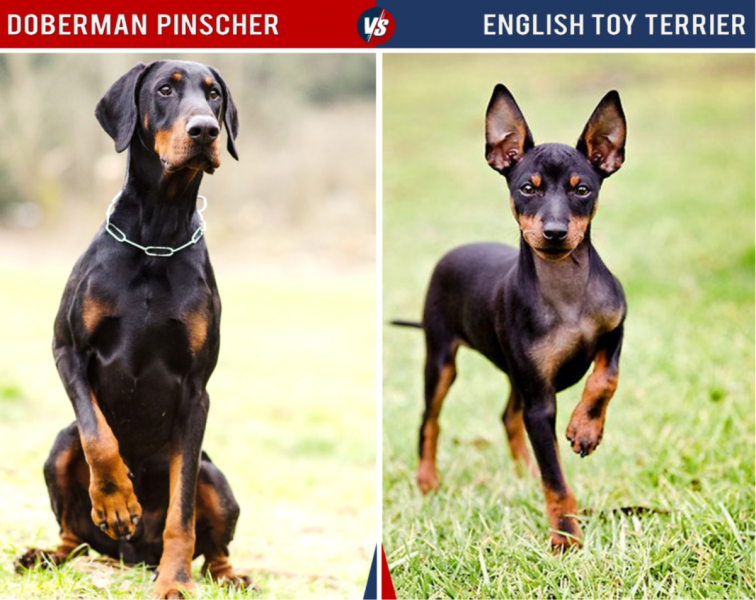 Manchester Terrier vs Doberman: różnice (ze zdjęciami)