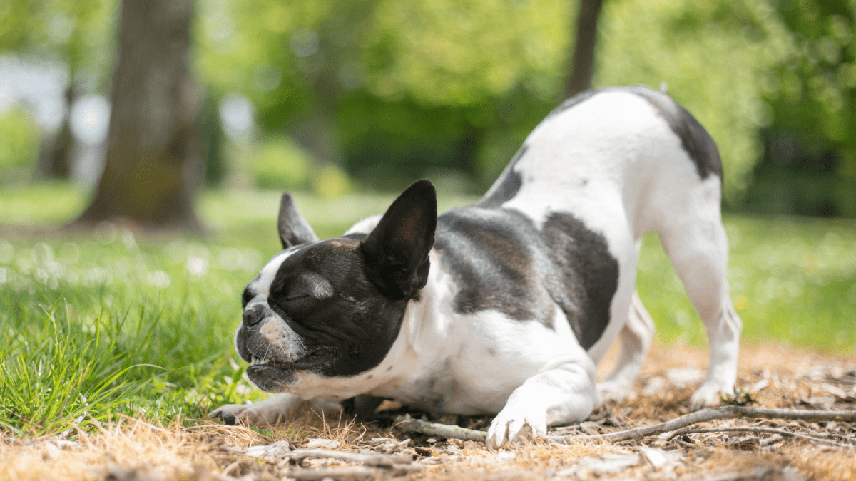 2. Bullador (mieszanka labradora i buldoga)