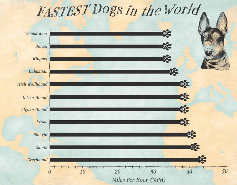 Jakiego rodzaju ćwiczeń potrzebuje shih tzu?